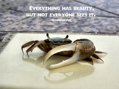 Maybe Everything Has Beauty