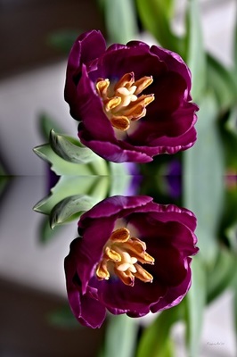 Tulip Image Mimics Life